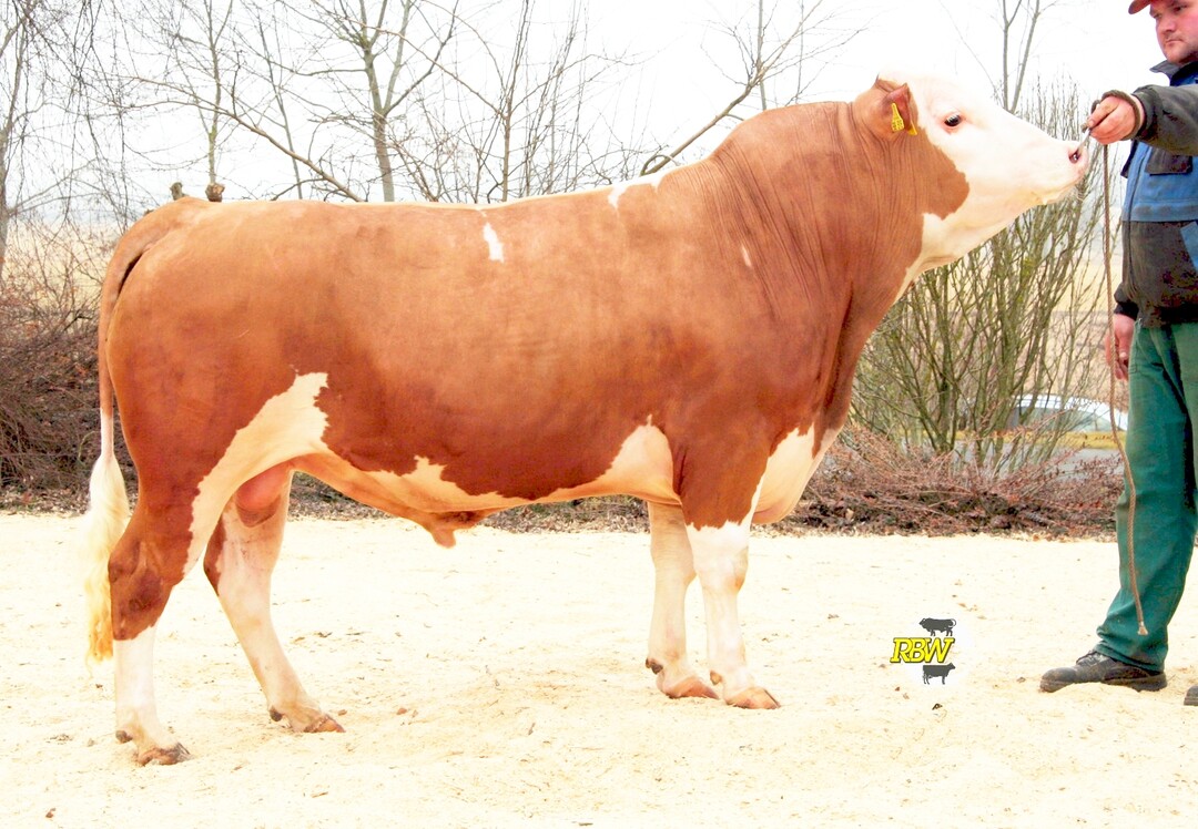   �ber eine Ausmendelung kam das Hornlosgen in die Hinterw�lderpopulation. Einer von zwei Besamungsbullen mit mischerbig hornloser Genetik ist Arinax P. Er wurde 2010 geboren.