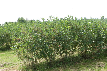 Die Bio-Anbaufl�che w�chst auch bei Beeren. Dazu z�hlen auch Fl�chen, auf denen Aroniabeeren angebaut werden. 