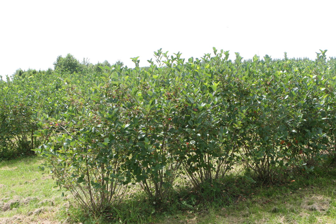 Die Fl�chenausdehnung im �kologischen Beerenanbau geht in erster Linie auf das verst�rkte Interesse am Anbau von Aronia zur�ck. 