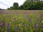 Blütenpracht einer Siegerwiese der Kategorie „artenreiche Magerwiese“