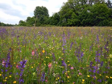 Bl�tenpracht einer Siegerwiese der Kategorie �artenreiche Magerwiese�
