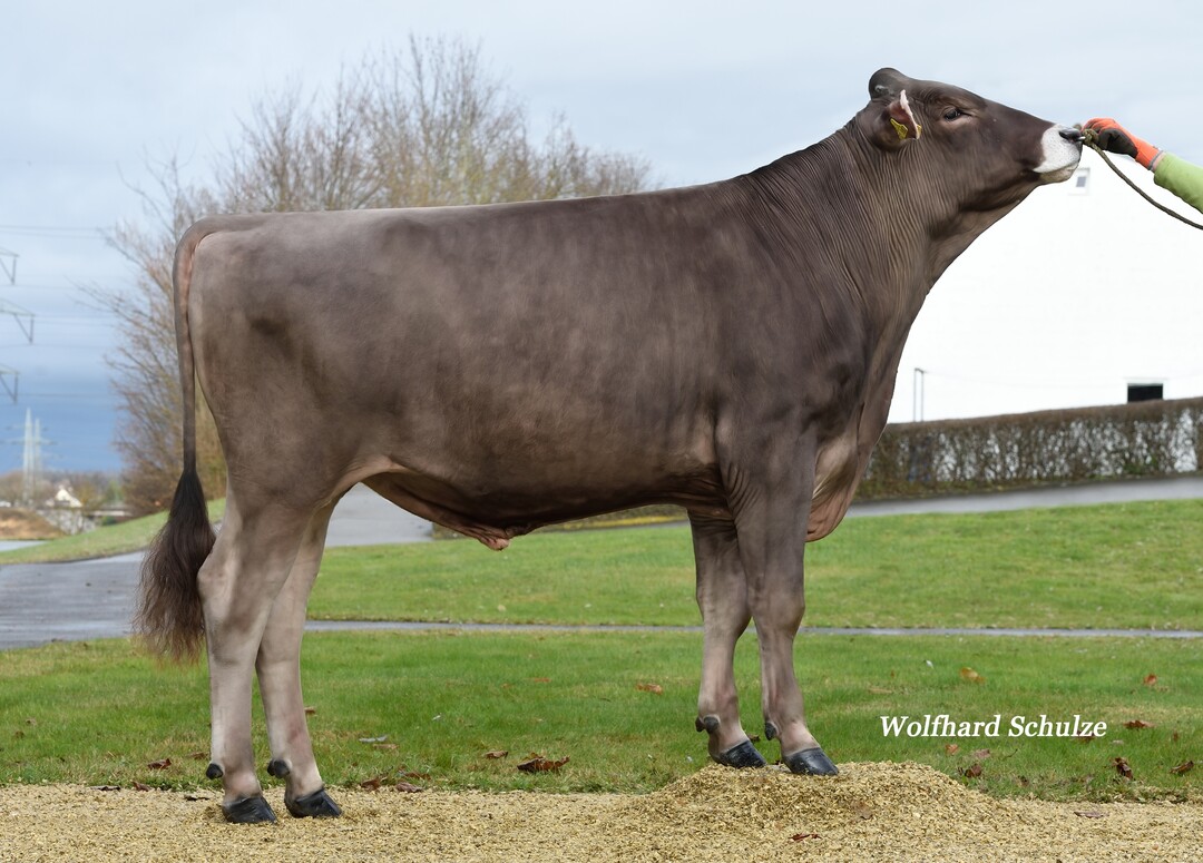 Asimov ist einer der höchsten Eutervererber der Rasse. Er wurde von Hermann Miller in Gutenzell gezüchtet.