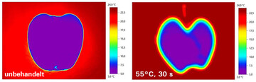 Die Hei�wasserbehandlung eines Apfels bei 55 �C f�r 30 Sekunden nach Entnahme aus dem Lager (etwa 5 �C) f�hrt zu keiner ma�geblichen Erw�rmung des Fruchtfleischs (Thermografie-Aufnahme, links unbehandelt). 