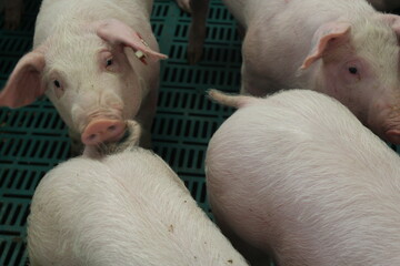 Warum sich Schweine in den Schwanz bei�en, ist bisher nicht abschlie�end gekl�rt. Diskutiert werden mehrere, m�gliche Gr�nde f�r die Verhaltensanomalie.