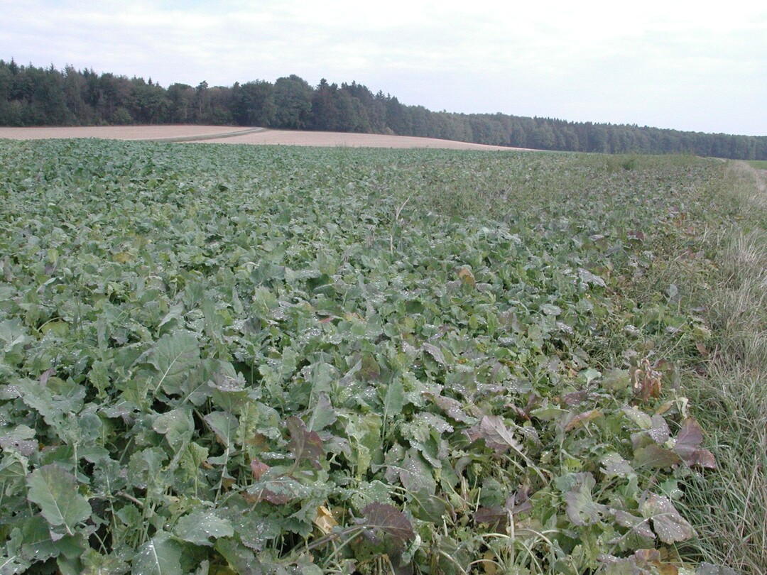 Auflaufraps kann im Herbst Futterlücken füllen, wenn keine Alternativen da sind. Die Anfütterung muss vorsichtig erfolgen.