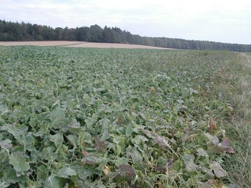 Auflaufraps kann im Herbst Futterlücken füllen, wenn keine Alternativen da sind. Die Anfütterung muss vorsichtig erfolgen.