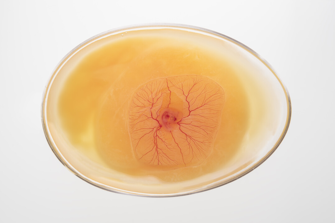 Der Bundestag hat einer Lockerung der Vorgaben zur T�tung von H�hnerembryos zugestimmt.