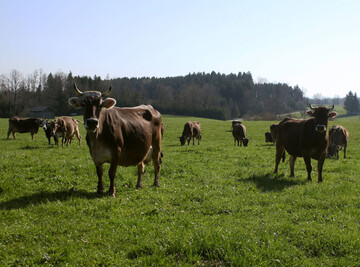 Aktive Kühe auf der Weide in Niederwangen von Landwirt Hermann Klotz