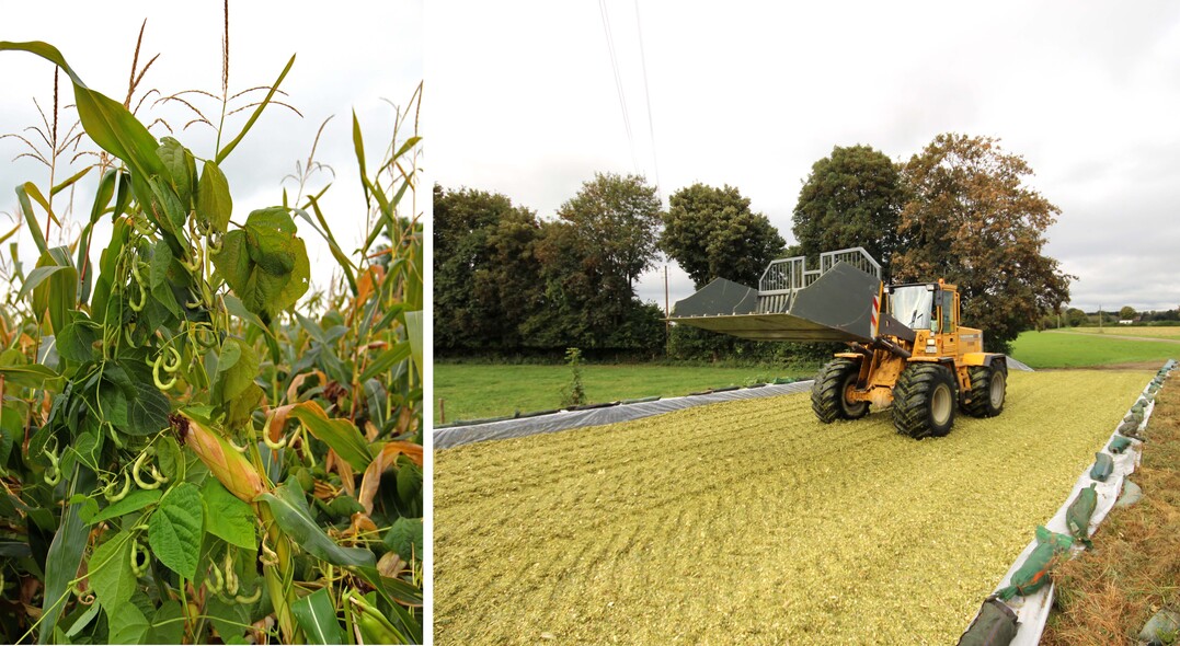Hier wird das Soja-Stangenbohnengemenge als Sandwich-Silage mit reinem Mais siliert.