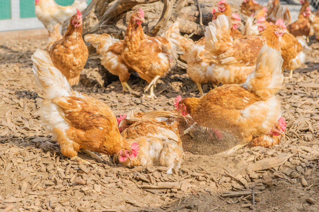 Auch wenn bei modernen Stallanlagen ein Großteil des Kots über Förderbänder aus dem Stall entfernt wird, kommt es in den Scharrräumen zu einer Ansammlung des Hühnerkots.
