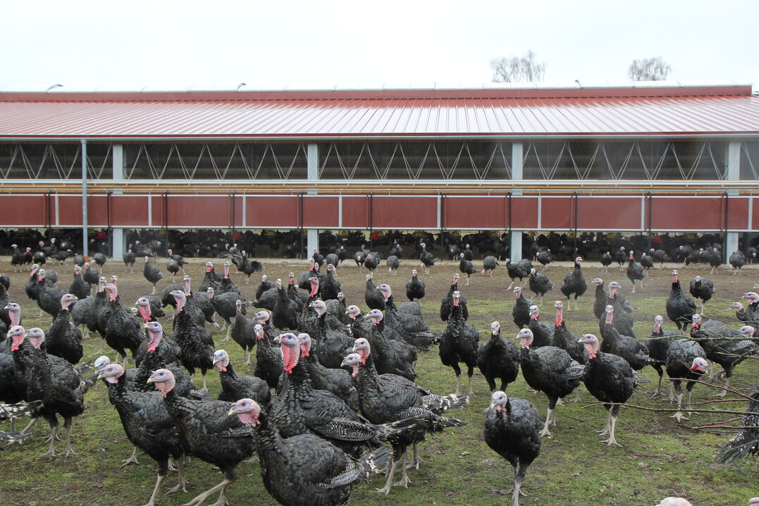 Puten sind Steppentiere. Sie laufen gern und bewegen sich mitunter recht weit weg vom Stall.