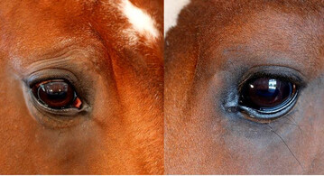 Pferd mit stark ausgepr�gten Augenfalten (l.) und ohne Augenfalten (r.) 