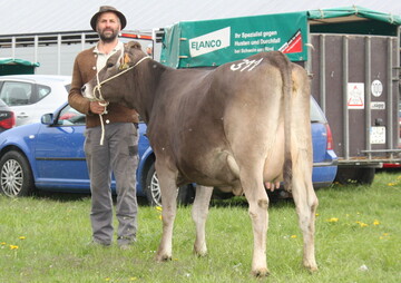 Bestbezahlte Jungkuh der letzten Auktion in Kempten war diese Huray-Tochter von Willi H�rmann, Fischen-Langenwang. Die Bio-Kuh blieb mit knapp 30 kg Milch f�r 2240 Euro im Zuchtgebiet. 