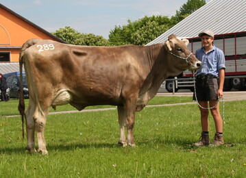 Die erstrangierte 1er-Jungkuh der letzten AHG-Auktion in Kempten, eine Hansl-Tochter von Rupert Kaps, Blaichach-Ettensberg mit �ber 32 kg Tagesleistung, ging f�r 2100 Euro nach S�dtirol.