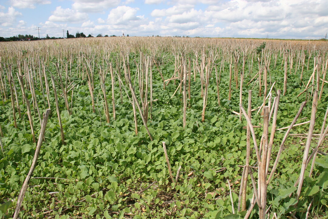 Auf diesem Feld geht Ausfallraps auf.