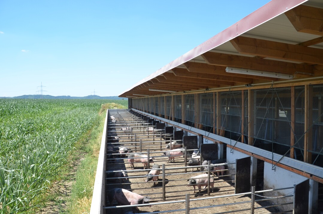 Schon fr�h hat sich Gillig + Keller auf alternative Haltungskonzepte ausgerichtet.