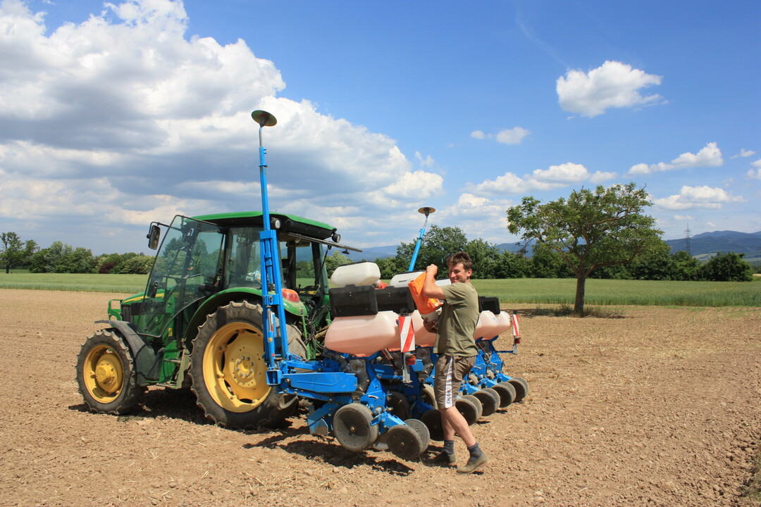 Die Aussaat erfolgte im Fr�hjahr 2016 sp�ter als �blich.