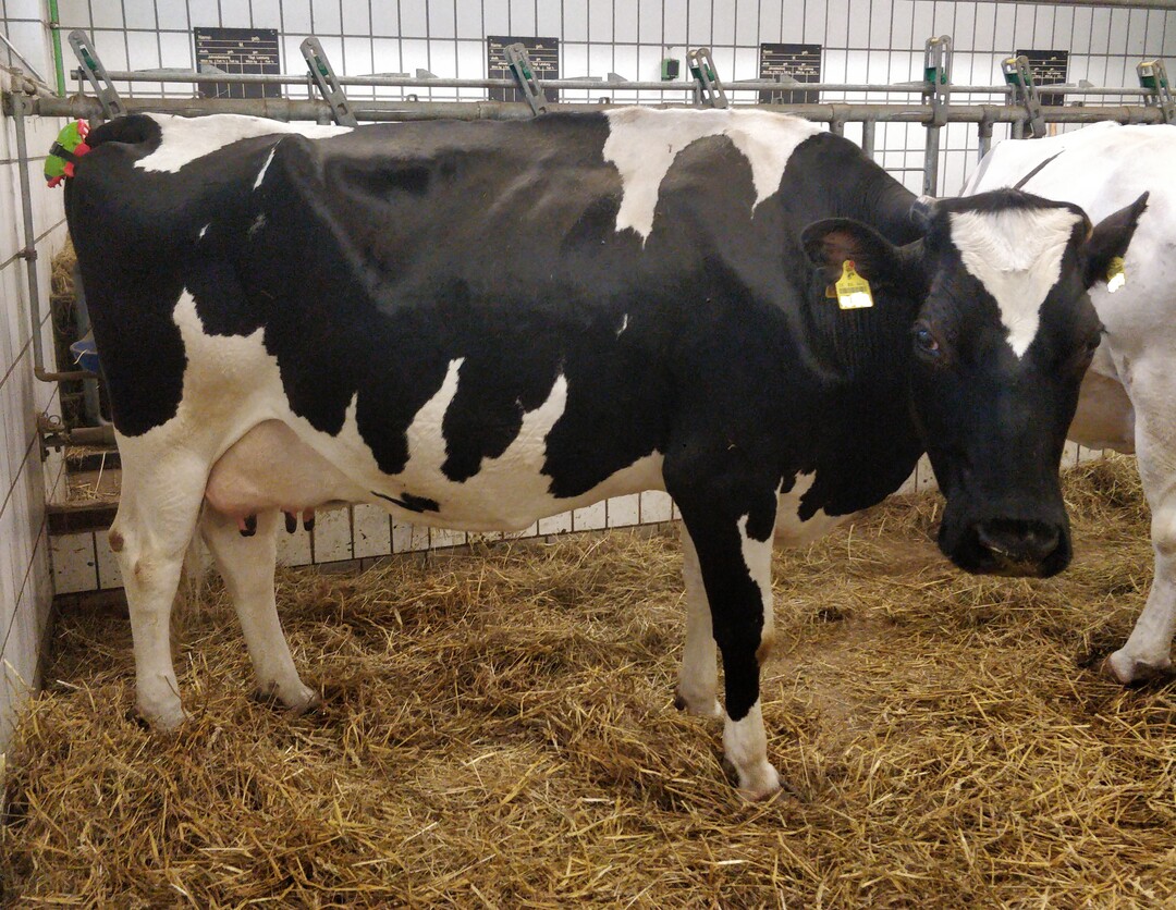 Kuh in der Abkalbebucht der Klinik f�r Geburtshilfe, Gyn�kologie und Andrologie der Justus-Liebig-Universit�t Gie�en.