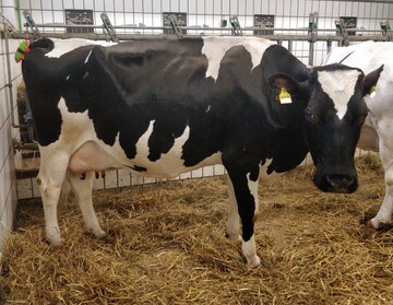 Kuh in der Abkalbebucht der Klinik f�r Geburtshilfe, Gyn�kologie und Andrologie der Justus-Liebig-Universit�t Gie�en.