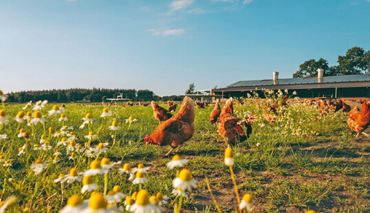 "Ich bin
sehr froh, dass die Haltung der Legehennen
öffentlicher geworden ist. Die Verbraucher
können die Tiere sehen und verstehen damit
unsere landwirtschaftlichen Produktionsweisen besser." Henner Schönecke.