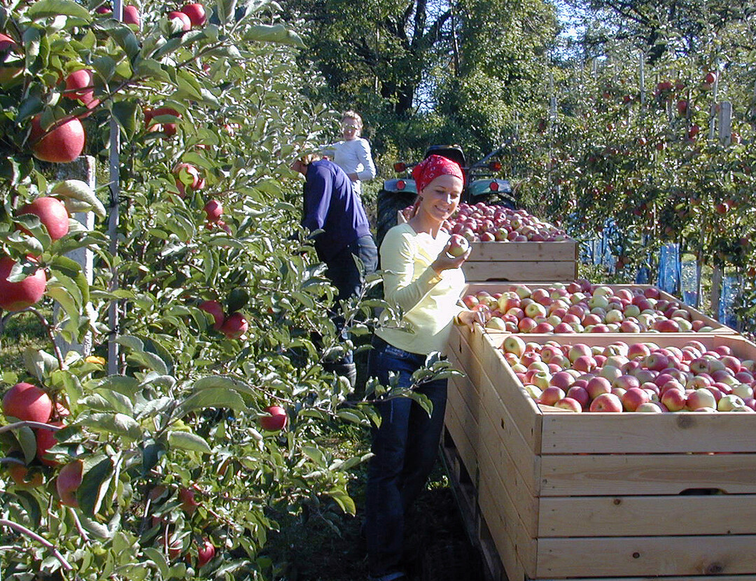 Apfelernte in Baden