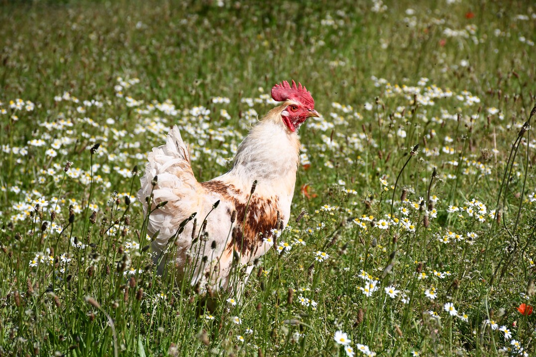 Heute hat der Betrieb drei mobile Hühnerställe.