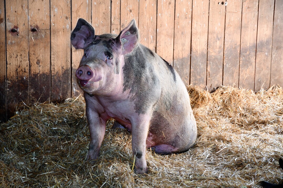 Rund 100 Schweine schlachtet der Betrieb jährlich.