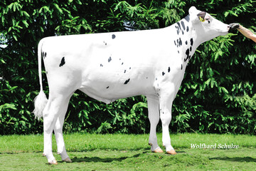 Der schwarzbunte Holsteinbulle Bagan verspricht rahmige T�chter mit einer verbesserten Beckenlage.