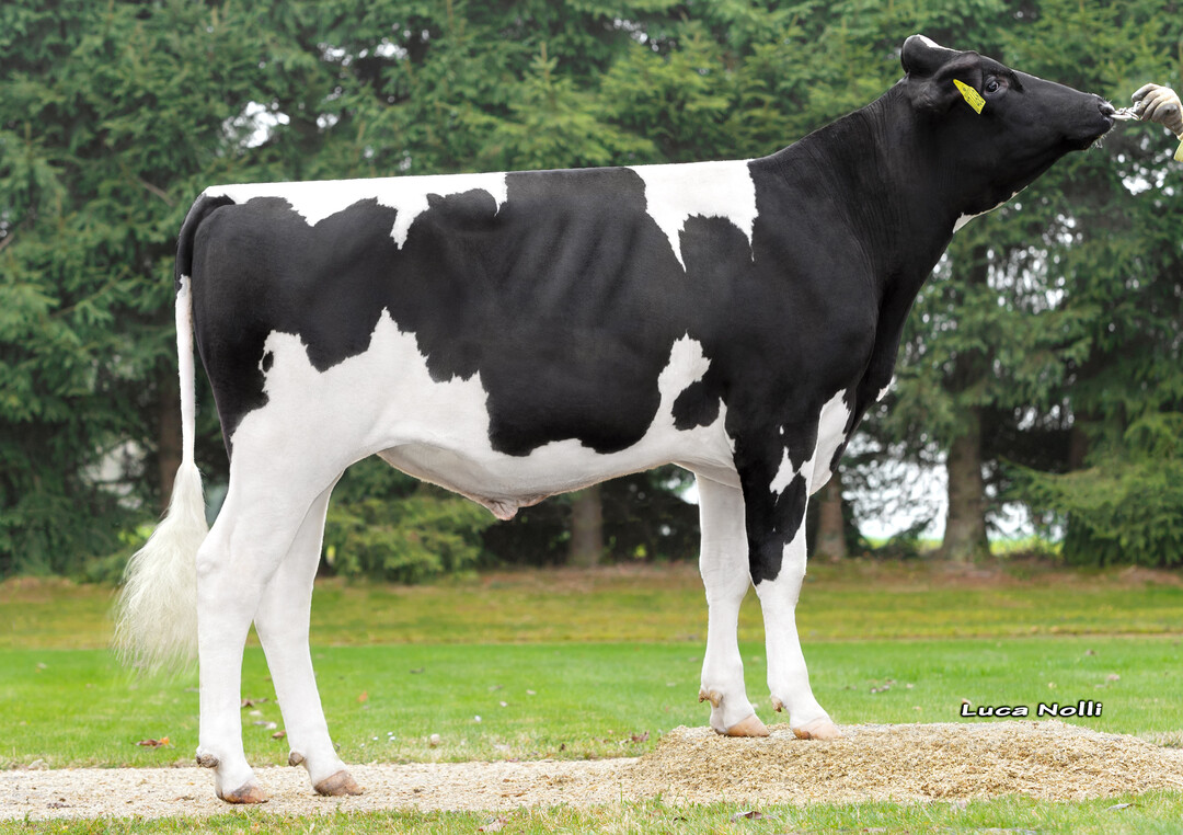 Der Schwarzbunt-Vererber Baldini ist der höchste Neueinsteiger bei der RBW.