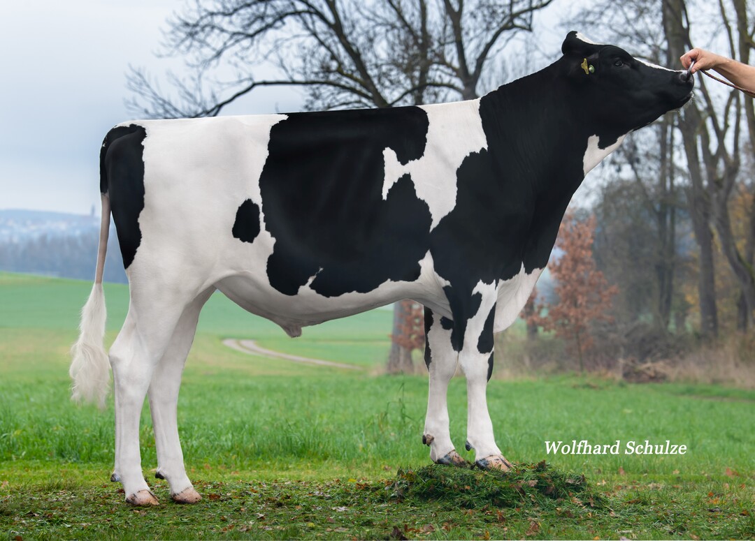 Balzac ist einer der ersten Brandung-Söhne, der hoch startet und bestes Exterieur verspricht.