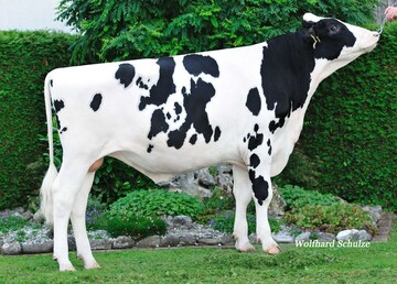 Bano ist der Vollbruder zu Booman. Er wurde von Manfred Erthle in Eggingen gez�chtet.