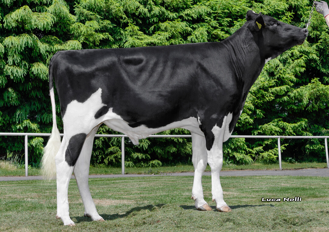 Leistungsstark: Der Bulle Banto hat sich einen Namen als Fitness-Spezialist gemacht.