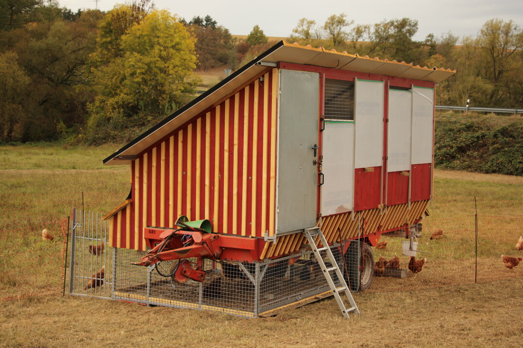 Freie Konstruktion auf einem Ladewagenchassis: Als einzelne Einheit eine gute Möglichkeit, aber der Betrieb mehrere solcher Einheiten birgt ein sehr ungünstiges Verhältnis von eingesetzter Arbeitszeit zu vermarktungsfähigen Eiern.