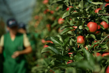 Erste Jazz-�pfel der neuen Clubsorte aus der Produktion rund um Weisenheim kommen in dieser Vermarktungskampagne in den Handel. 