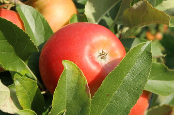Auf dem Erlebnisbauernhof der Grünen Woche informiert die BayWa über Äpfel und die Folgen des Frosts im vergangenen Jahr.