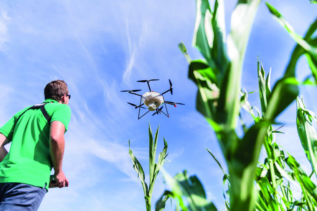 Zielobjekt beim Drohneneinsatz ist der Maiszünsler. Dieser vernichtet jährlich rund vier Prozent der weltweiten Maisernte.