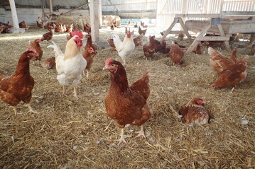 Hühner lieben es, in der Einstreu nach Futter zu suchen.