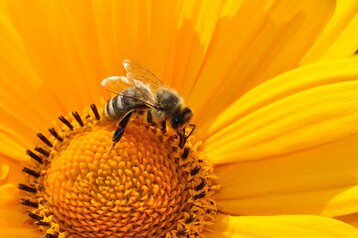 Bienen sollen durch das Verbot von Neonicotinoiden gesch�tzt werden.