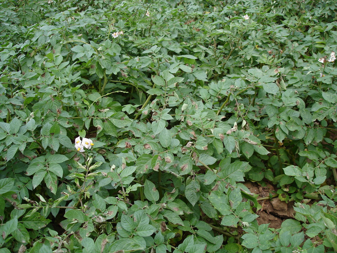 Beginnende Krautf�ule im Kartoffelbestand