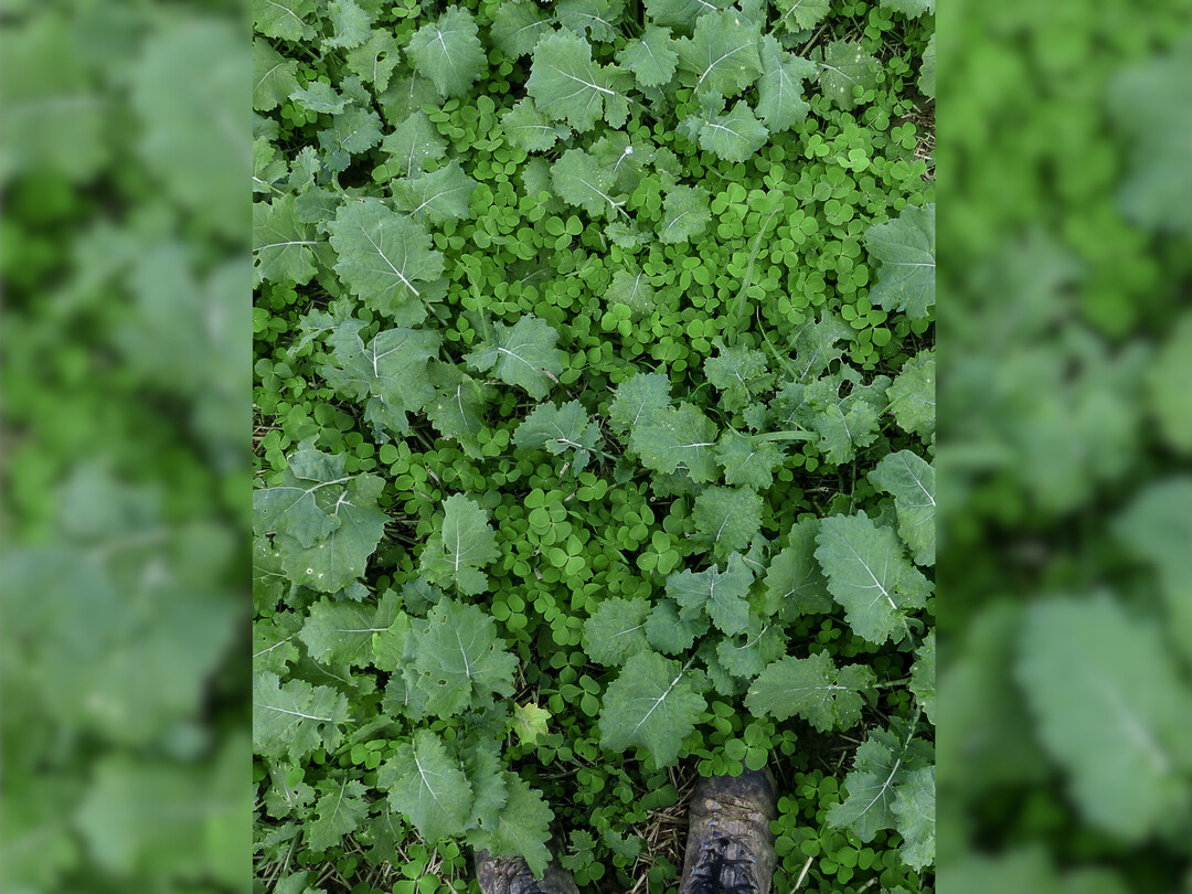 Begleitpflanzen wie z.B. Klee-Arten k�nnen den Rapsanbau auf vielf�ltige Weise bereichern.  