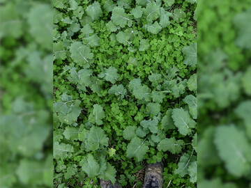 Begleitpflanzen wie z.B. Klee-Arten k�nnen den Rapsanbau auf vielf�ltige Weise bereichern. 