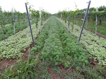 Nach dem letzten Pflanzenschutz k�nnen Begr�nungen in die Weinberge einges�ht werden. Diese gut planen und vorbereiten.