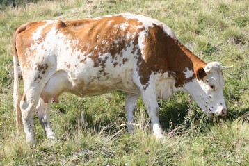 Die Jungkuh Bella stammt von dem Vererber Fockernap ab. Fockernap stammt von der Schelshorn GbR und ist vor der Samenabnahme im eigenen Betrieb im Einsatz gewesen.