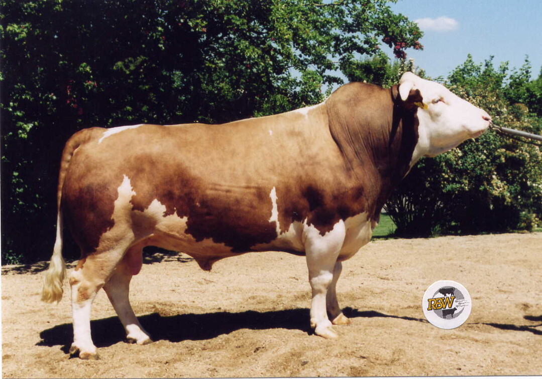    Ein Vertreter der B- Linie ist Benforal. Der Bulle empfiehlt sich f�r die Doppelnutzung. Der Vererber wurde 2001 geboren.