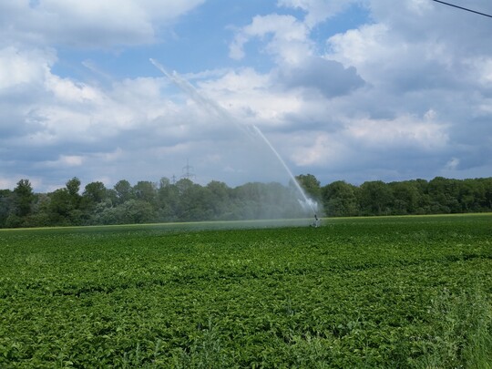 Freilandgem�se und Fr�hkartoffeln reagieren auf Wassermangel empfindlicher als Speisekartoffeln. Getreide, Mais, Zuckerr�ben (im Bild), Raps und Sojabohnen sind hingegen vergleichsweise 
unempfindlich. Entsprechend variieren Praktiker gegebenenfalls die gew�hlte Bew�sserungsschwelle, ab der mit dem Beregnen begonnen wird.  