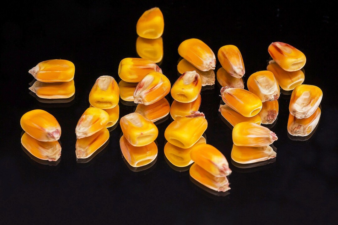 Saatgut oder Vogelfutter? Welche Beizmittel kurz- und mittelfristig Mesurol & Co ersetzen k�nnen, wurde auf dem KWS Agrarforum in Ehingen-Berg besprochen.