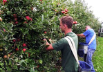 Fabian Scherbacher und Gunthard Berger bei der Apfelernte.