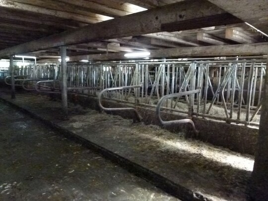 Hier gibt´s das Futter: Die Fressplätze auf dem Betrieb Faller.