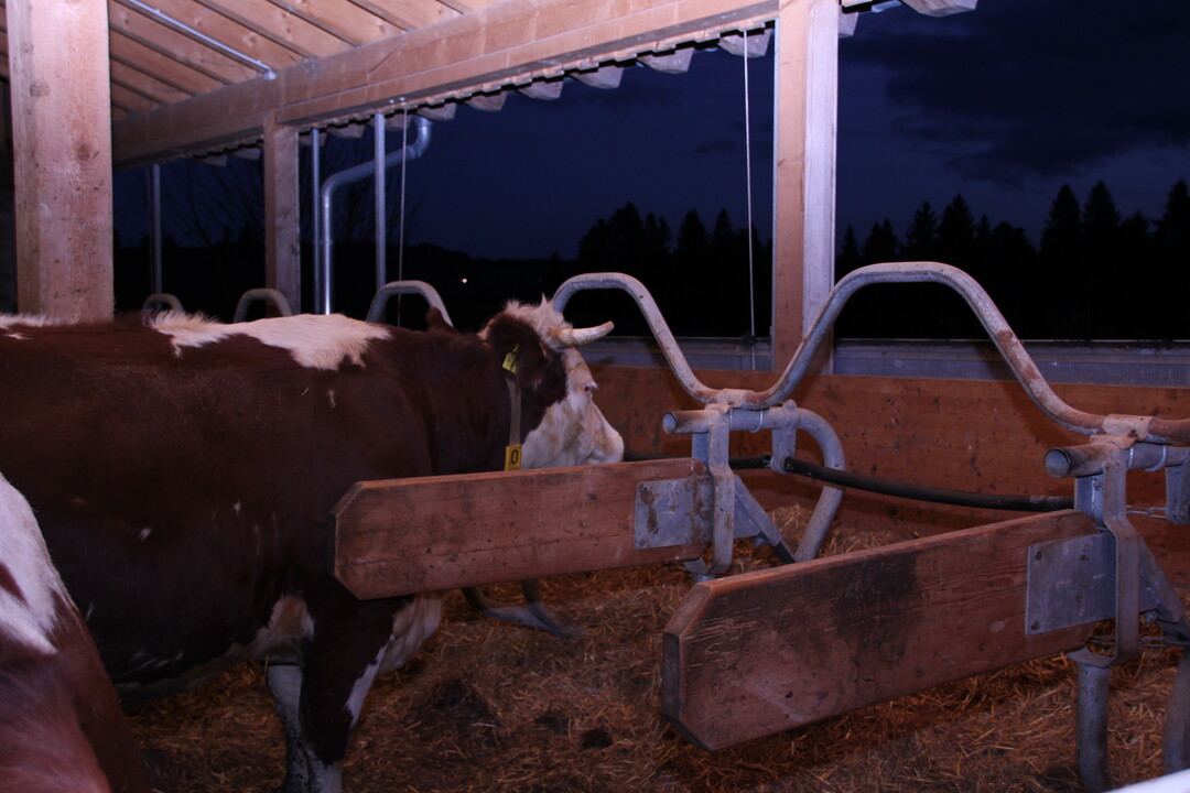 Der neu geschaffene Liegebereich.