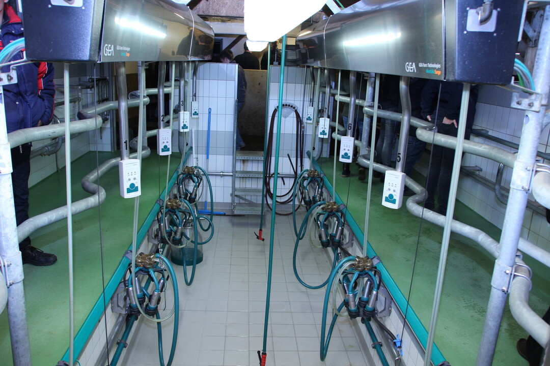 Im Doppel-Vierer-Fischgräten Melkstand von GEA werden die Vorderwälder gemolken.